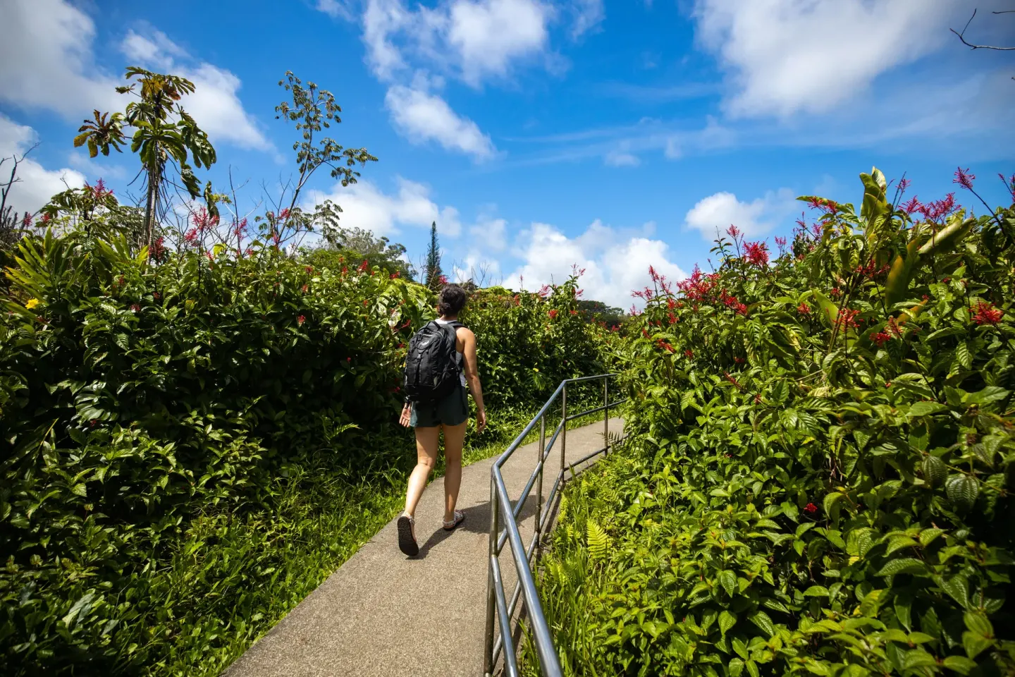 A hiker walks a tropical path near Grand Naniloa Hotel Hilo.