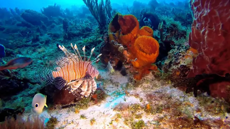 Villa Blanca Reef