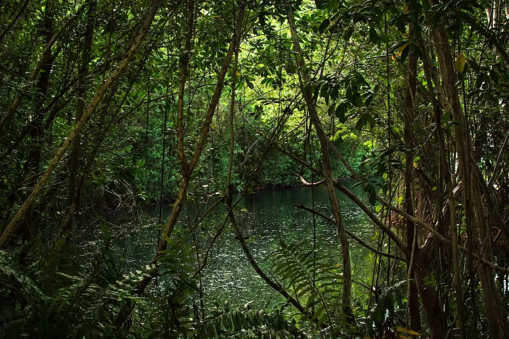 Dense forest and waterway in the nature park at Hacienda Tres Rios Resort, Spa & Nature Park.