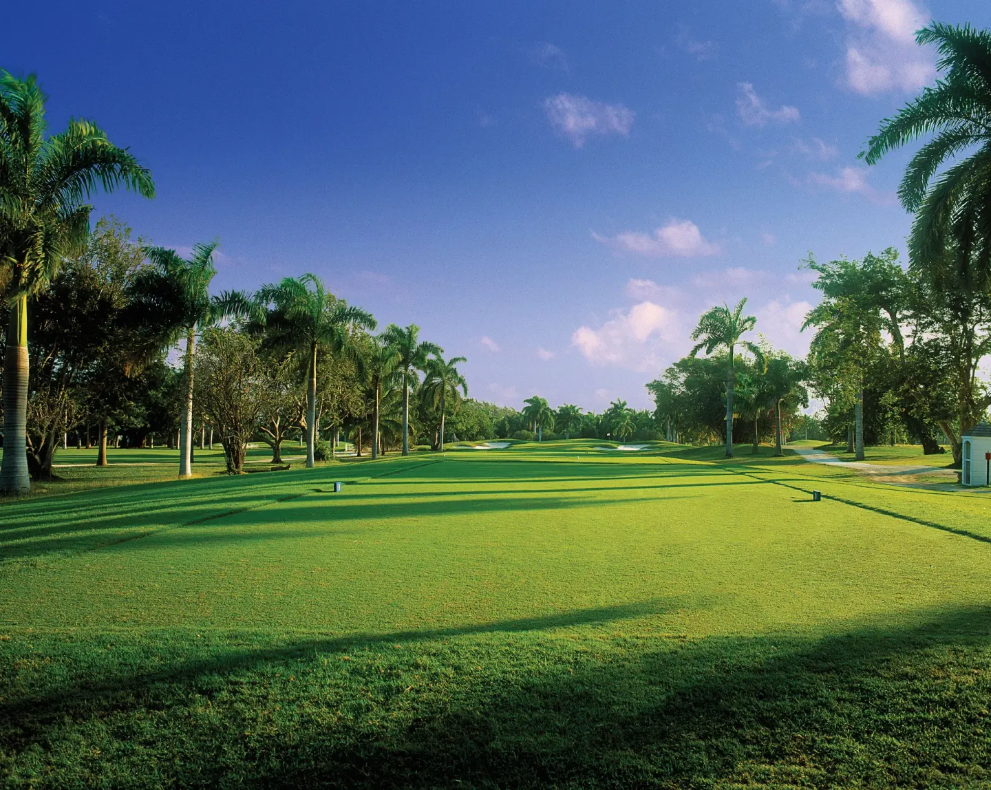 Palm-lined golf fairway with tee markers and distant bunkers at Half Moon.