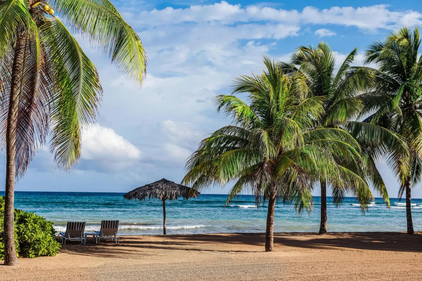 Beach view with palm trees, lounge chairs, and blue ocean at Half Moon.