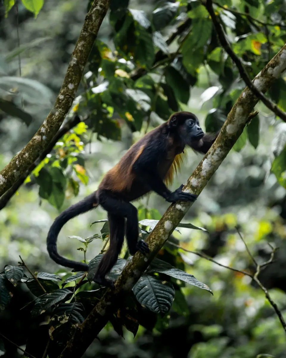 A howler monkey climbs a tree branch in the forest at Hideaway Rio Celeste.