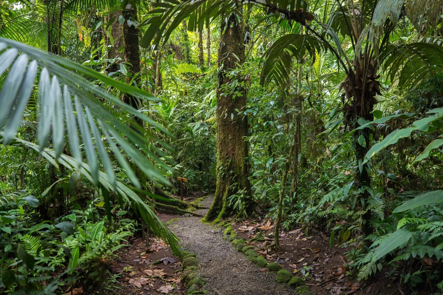 A gravel path winds through dense rainforest foliage at Hideaway Rio Celeste.