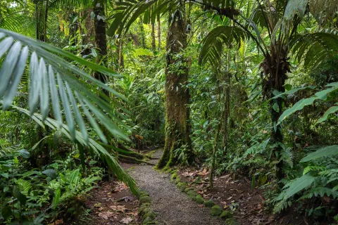 A gravel path winds through dense rainforest foliage at Hideaway Rio Celeste.