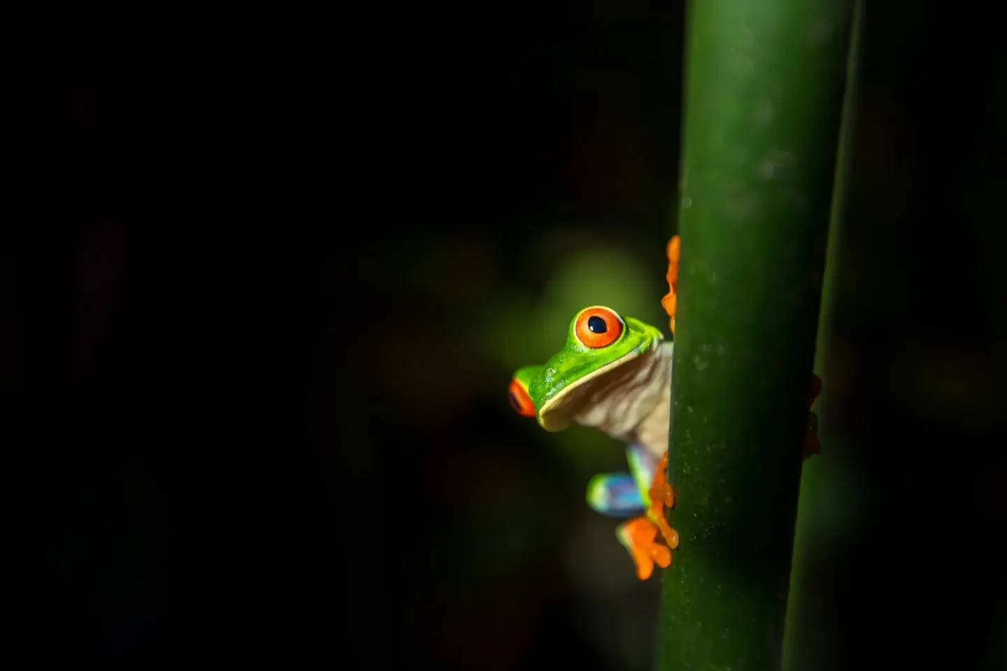 Red-eyed tree frog clinging to a green stem at Hideaway Rio Celeste.