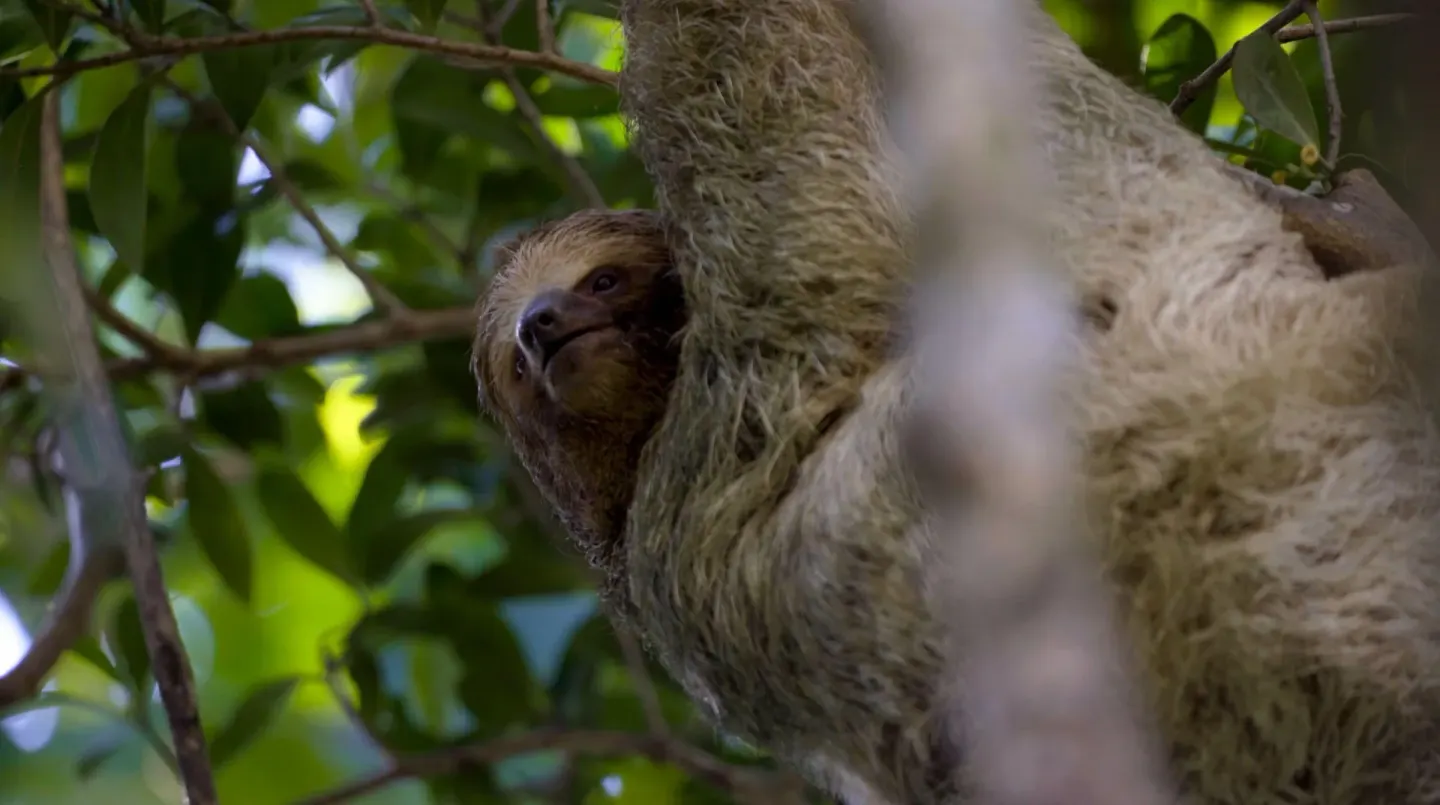 A sloth hangs from leafy branches in the forest at Hideaway Rio Celeste.
