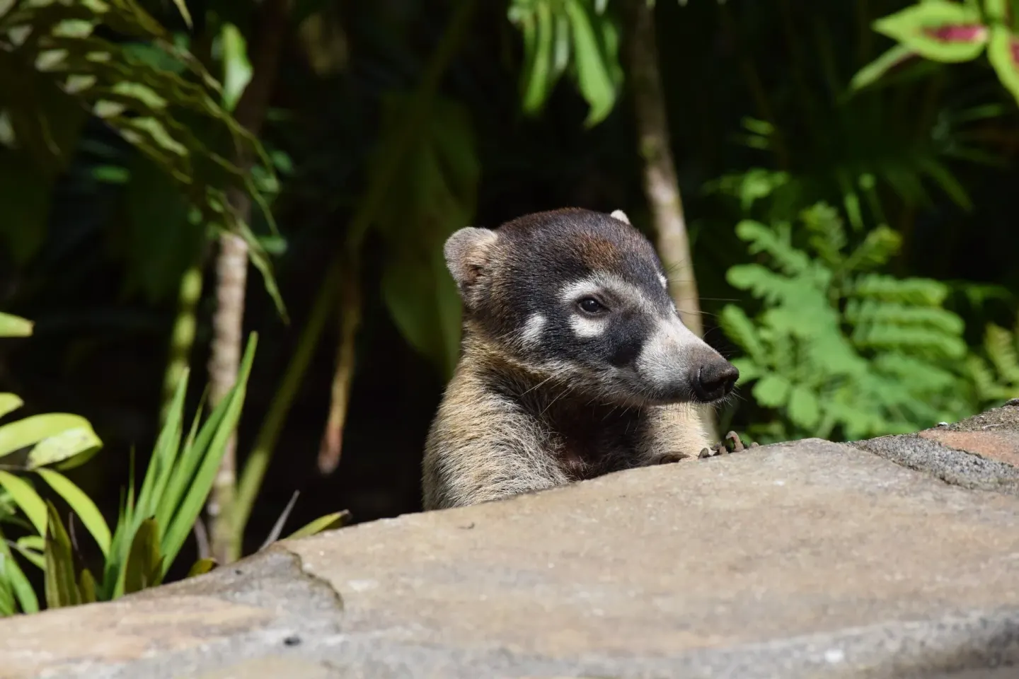White-nosed coati peeks over a stone ledge in the gardens at Hideaway Rio Celeste.