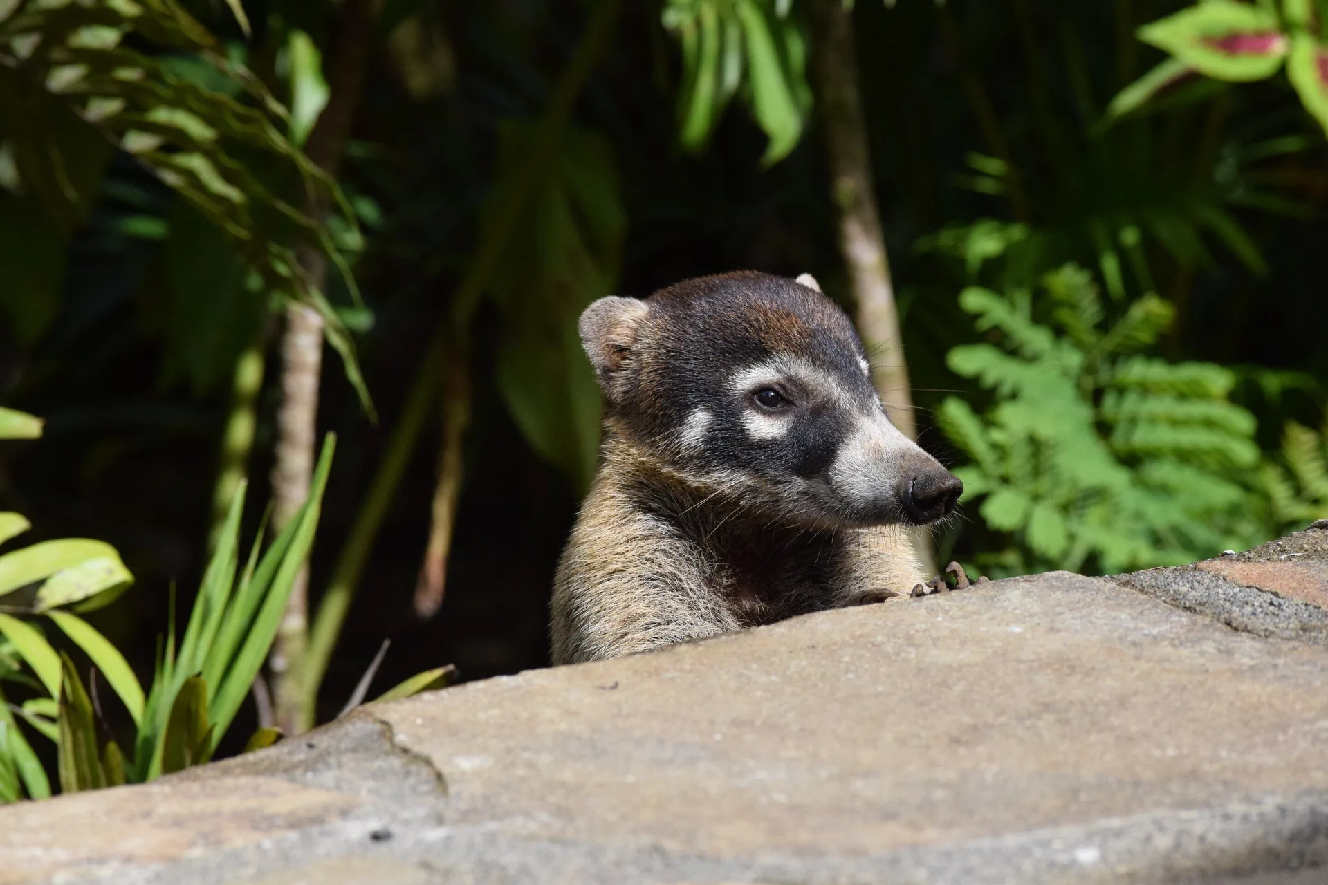 White-nosed coati peeks over a stone ledge in the gardens at Hideaway Rio Celeste.