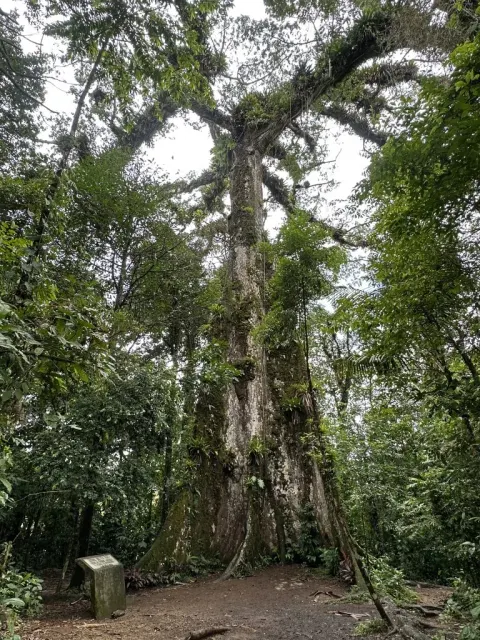 Peace Tree 5 Min Drive