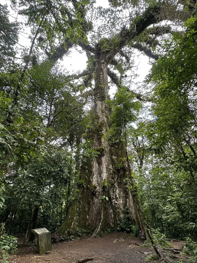 Peace Tree 5 Min Drive