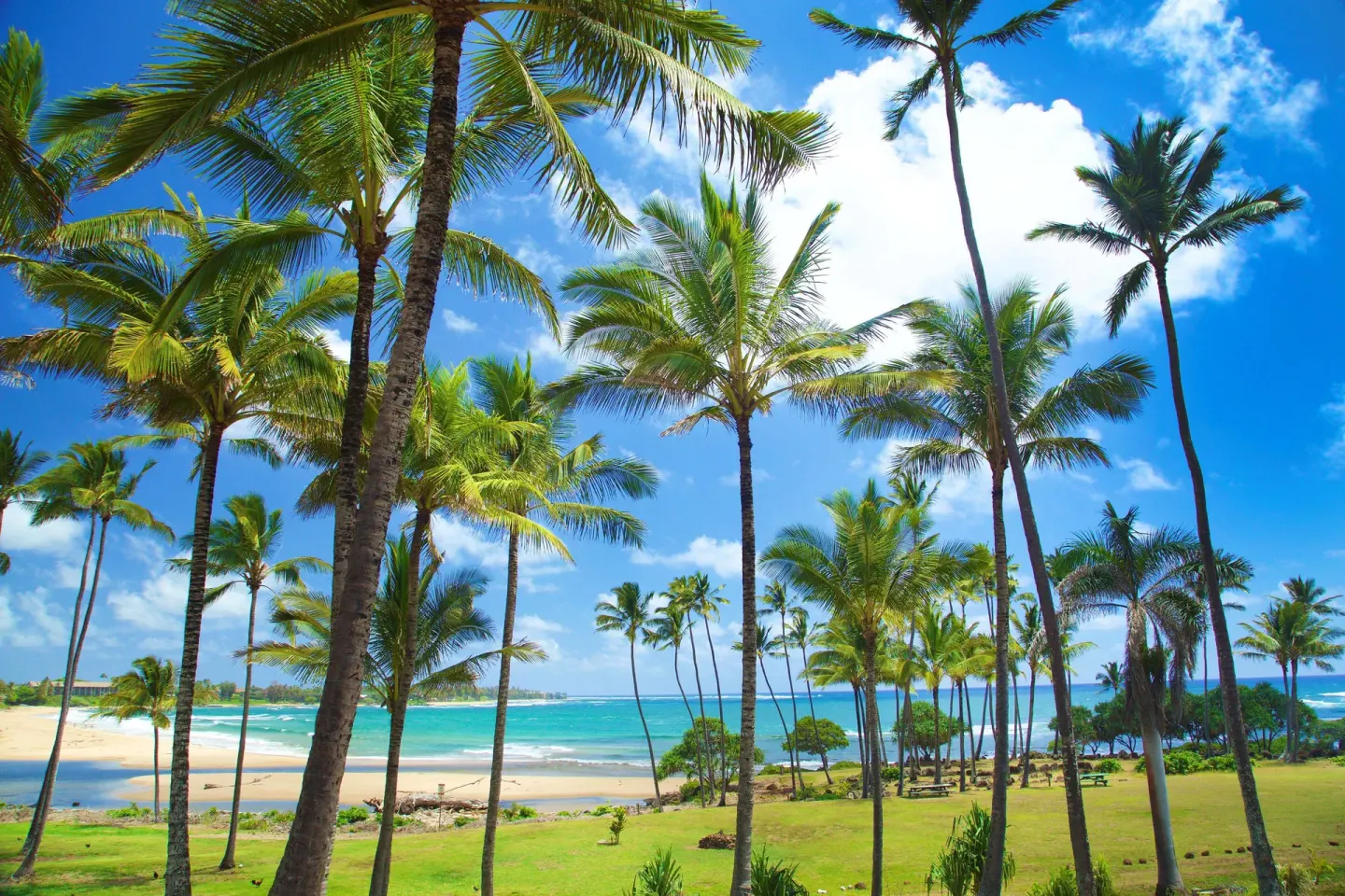 Palm grove and bright beach view at Hilton Garden Inn Kauai Wailua Bay.