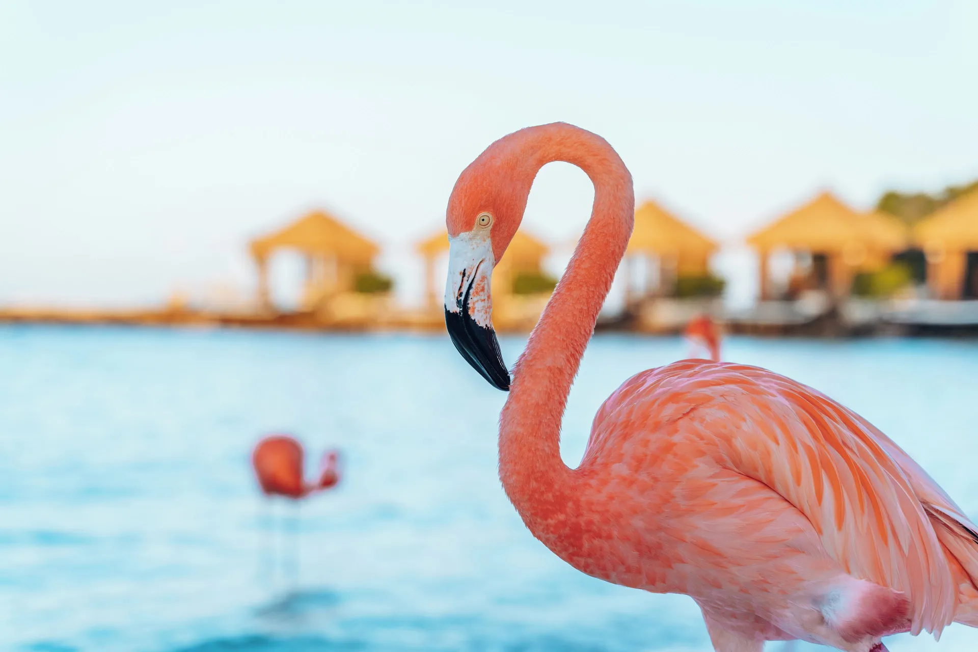 Renaissance Wind Creek Aruba resort with private island access marina setting and casino atmosphere