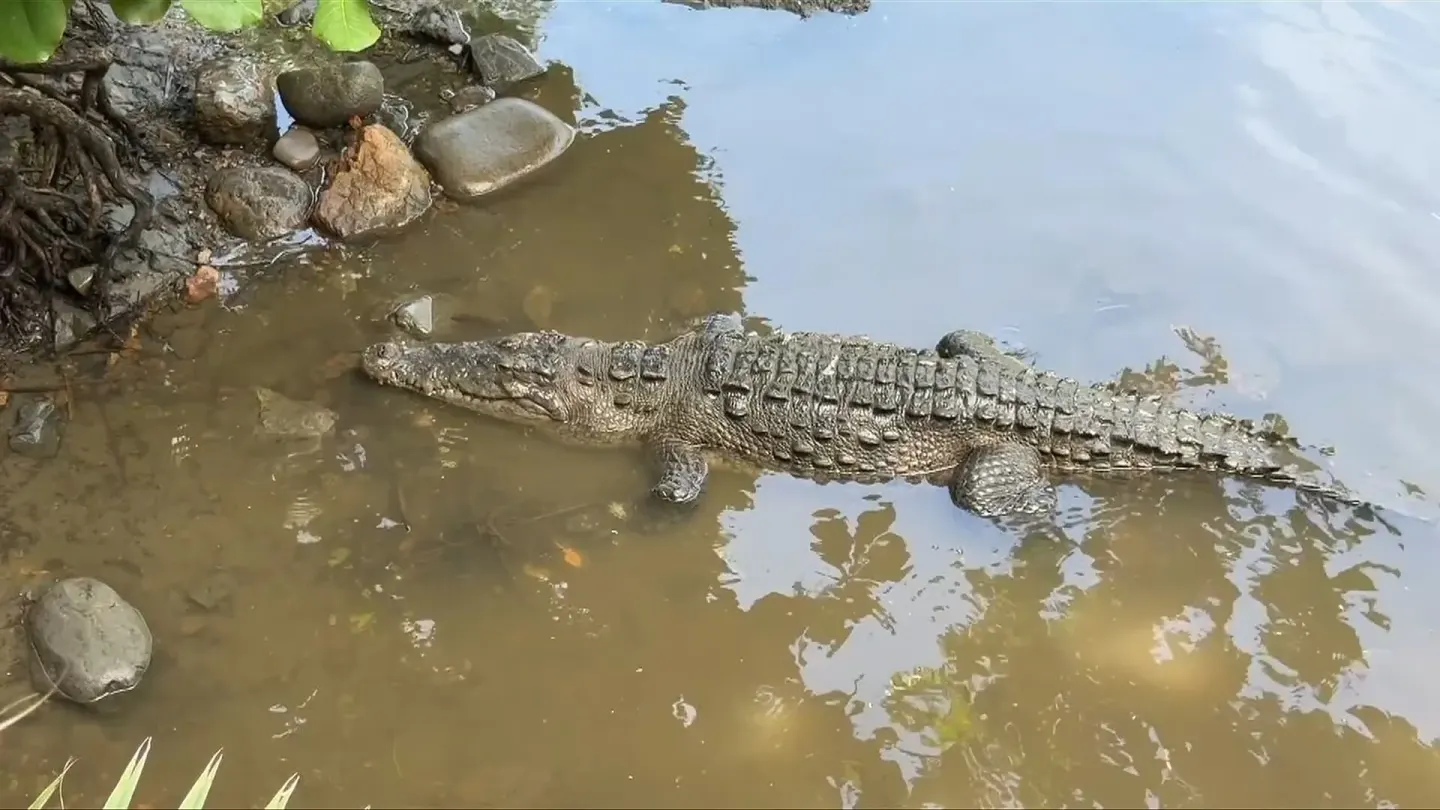 Cocodrilario 5 Min Walk