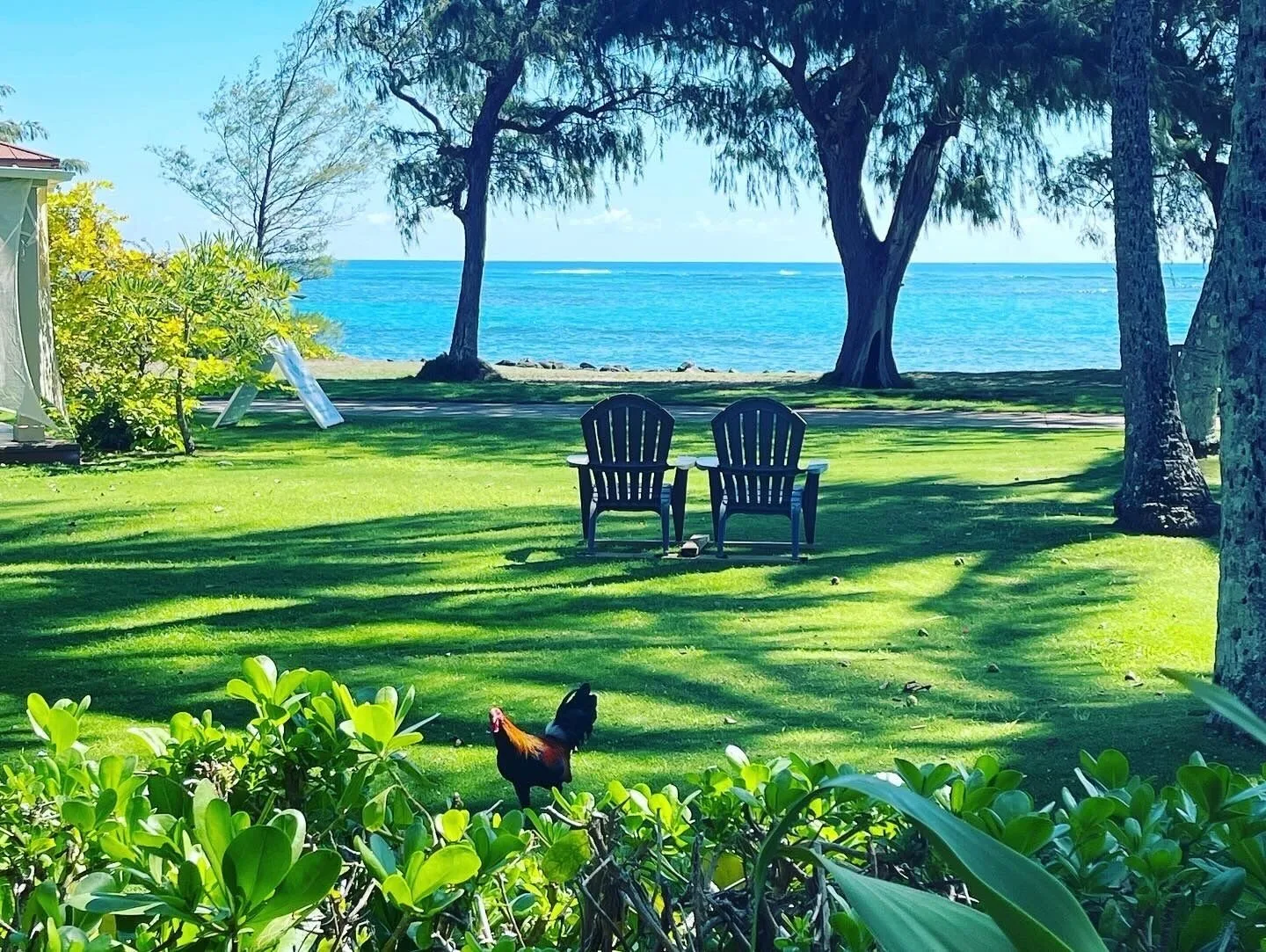 Oceanfront lawn with chairs, trees, and a rooster at Hotel Coral Reef.