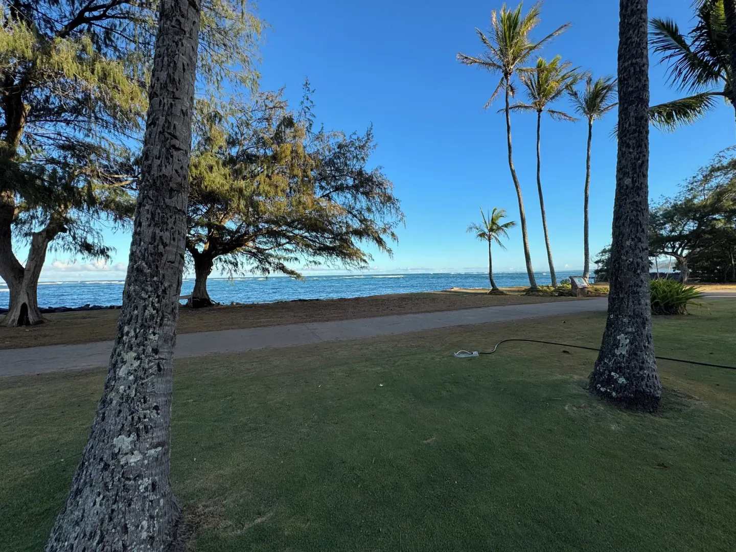 Oceanfront lawn with palm trunks, a path, and blue water at Hotel Coral Reef.