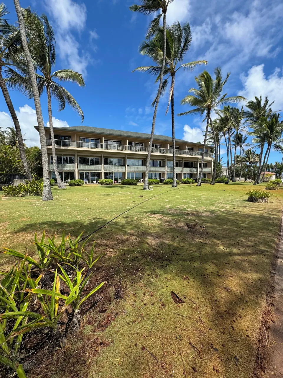 Long resort building across a palm lawn at Hotel Coral Reef.