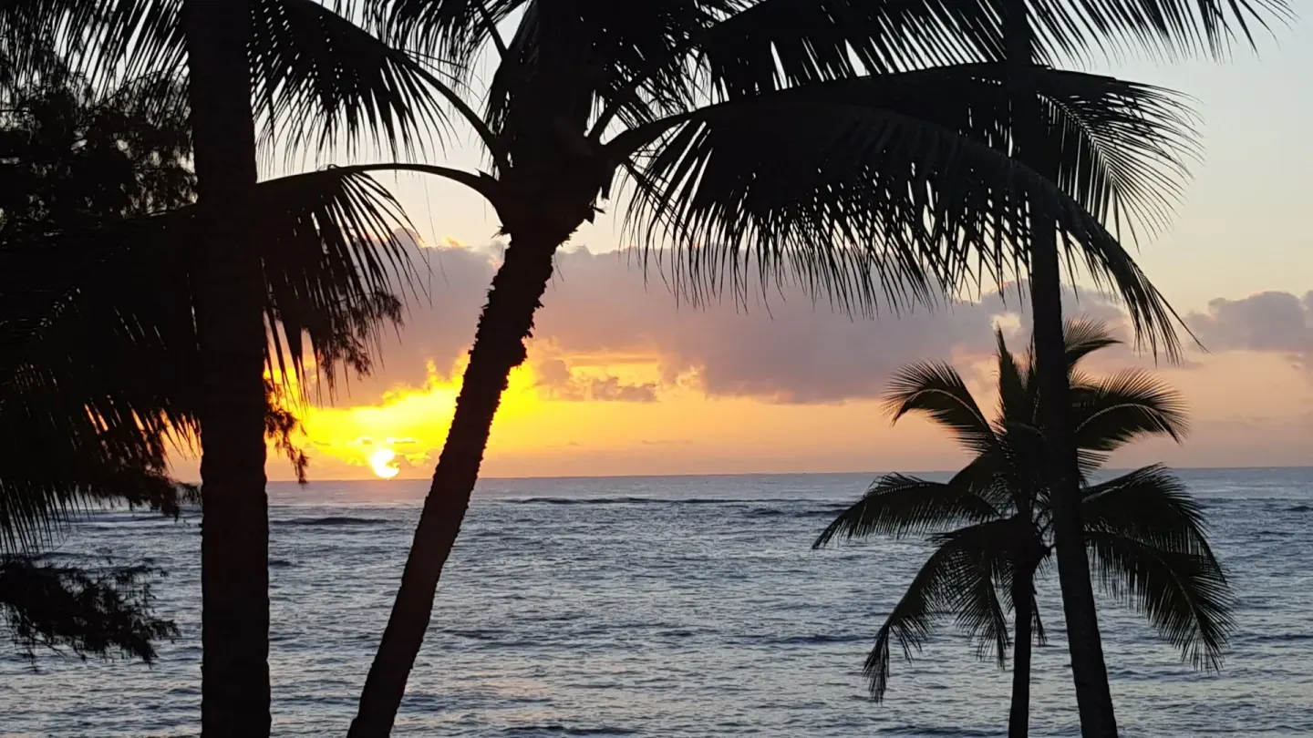 Palm silhouettes frame an ocean sunset at Hotel Coral Reef.