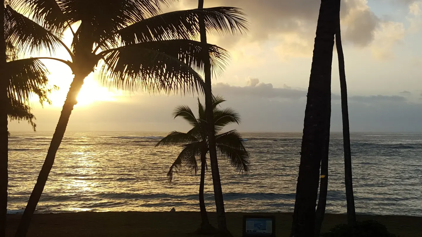 Palm trees and ocean in warm sunset light at Hotel Coral Reef.