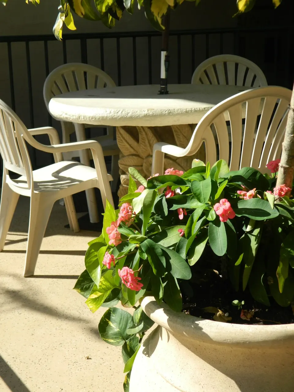 Patio table, plastic chairs, and pink flowers in a planter at Hotel Coral Reef.