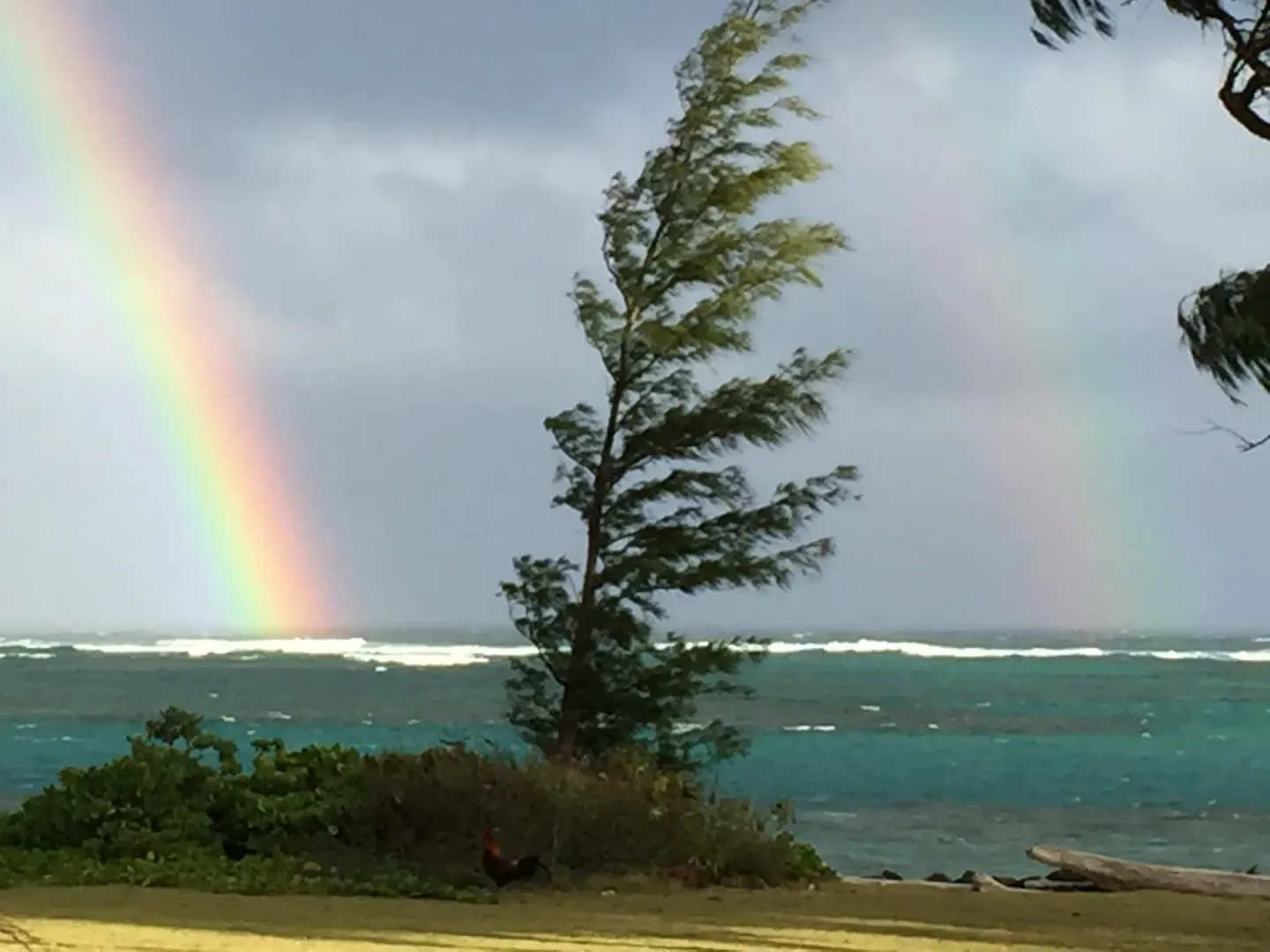 Rainbow over the ocean and shoreline trees at Hotel Coral Reef.