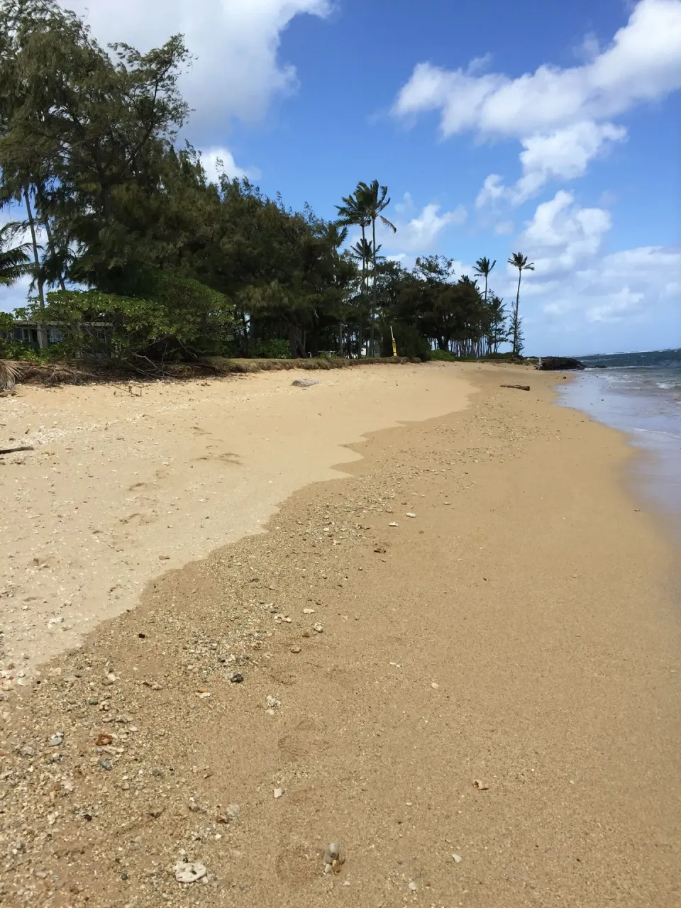Sandy shoreline with palms and ocean waves at Hotel Coral Reef.