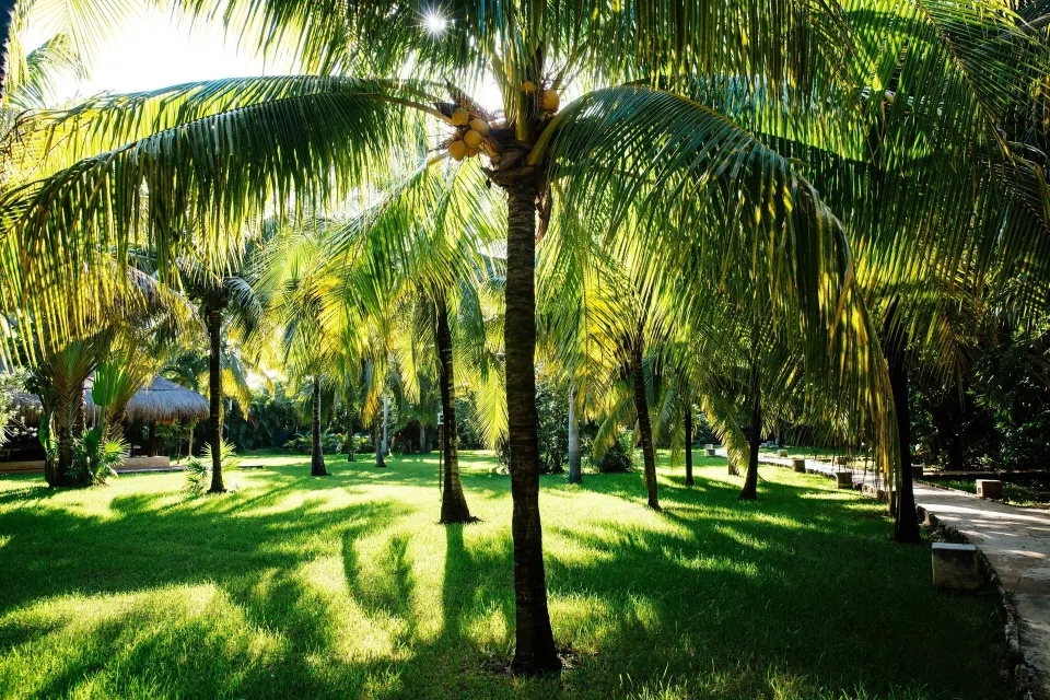 Sunlit palm grove and manicured lawn at Hotel Esencia