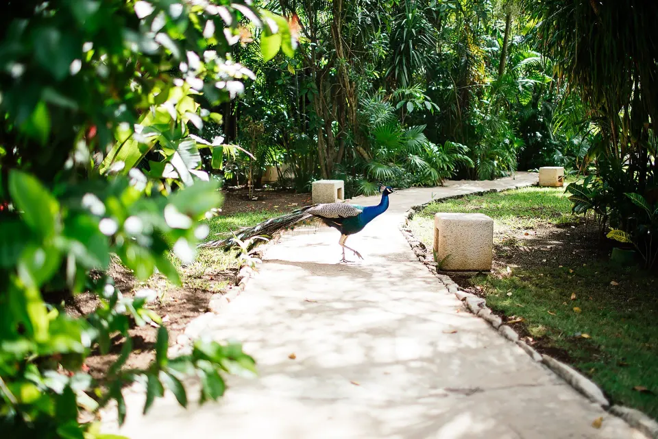 Peacock walking along a shaded garden path at Hotel Esencia.