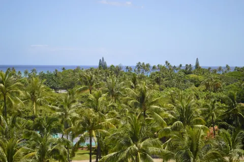 Ocean view over palm trees from a guest room at Hotel La Croix.