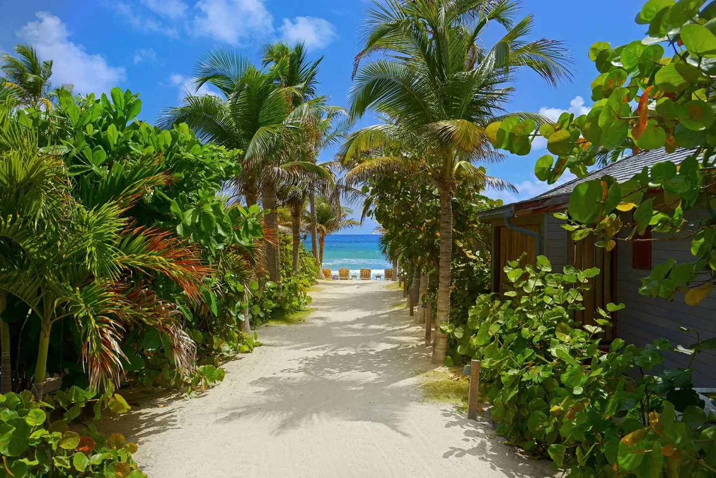Sandy palm-lined path leading to the beach at Hotel Manapany.