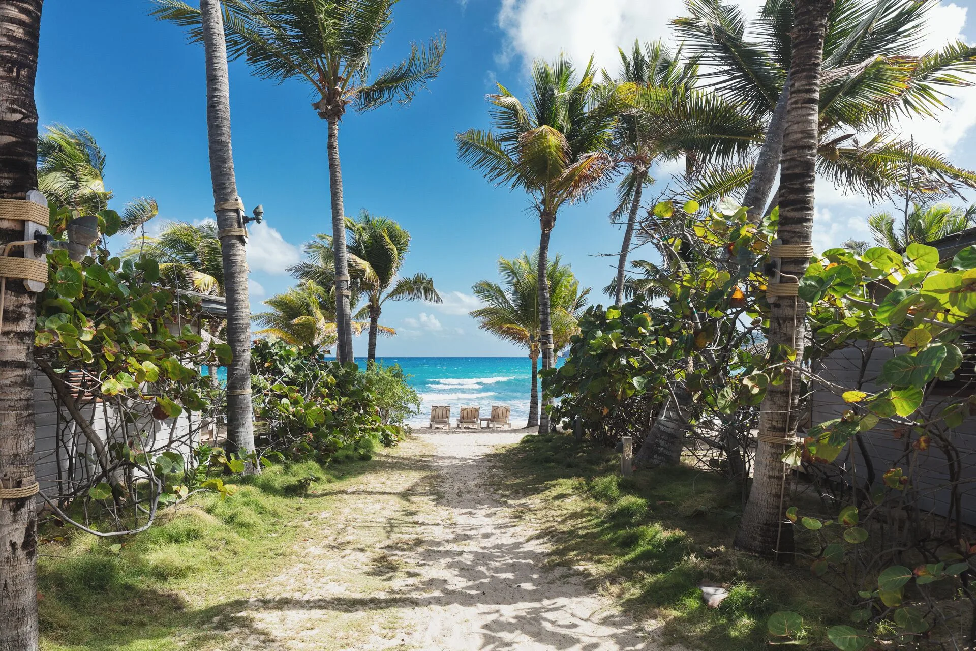 Sandy path through palms leading to the beach at Hotel Manapany.