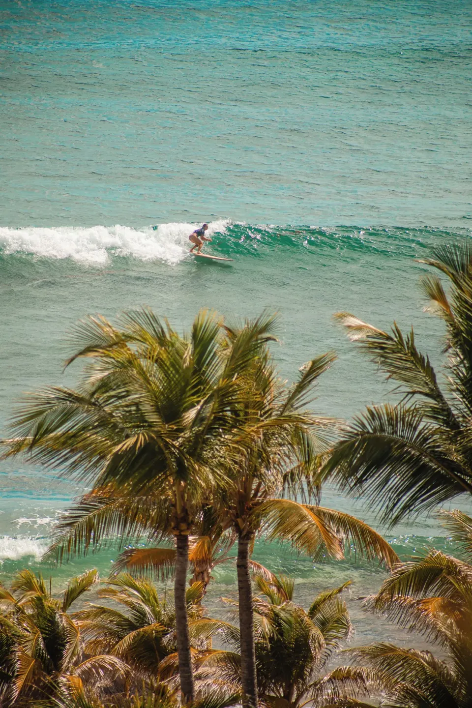 Surfer rides a turquoise wave beyond palm trees at Hotel Manapany.