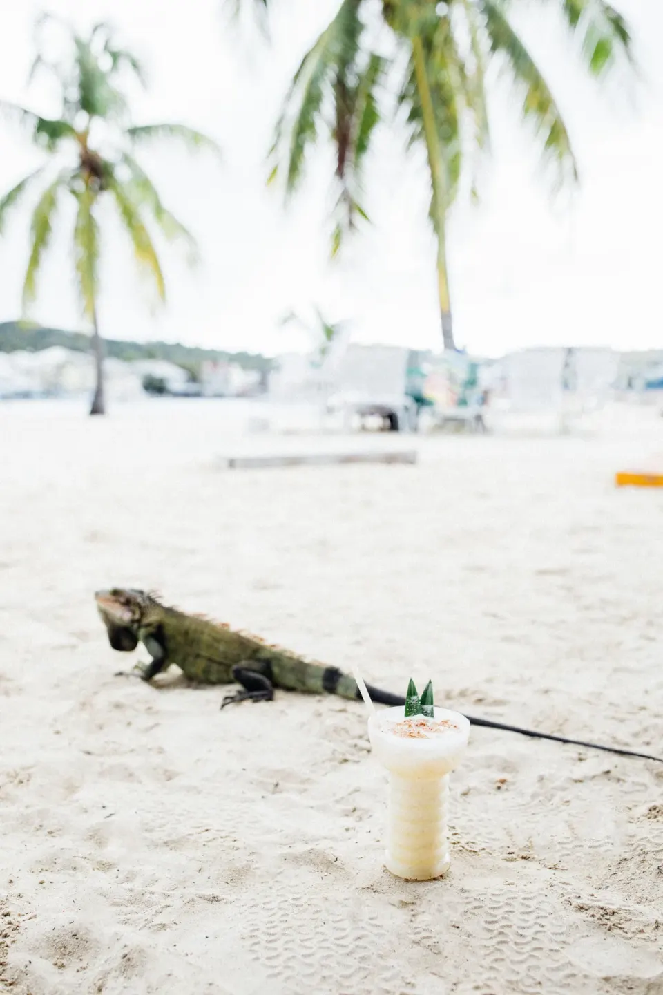 Iguana on the sandy beach near a tropical drink at Hotel on the Cay.