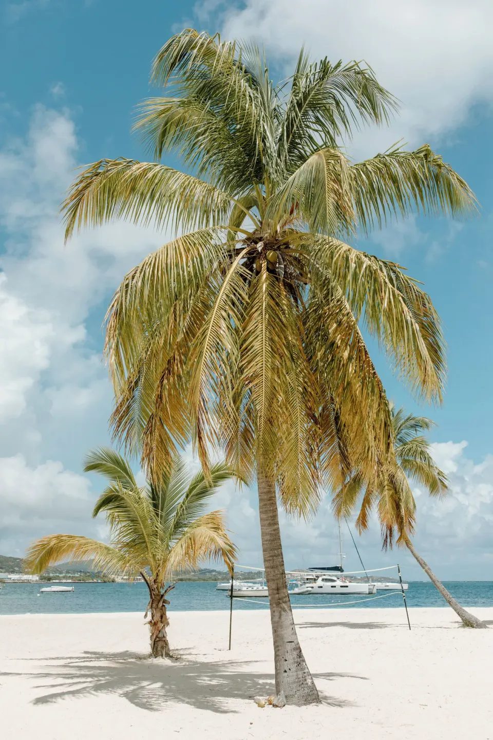 Palm trees on the white sand beach at Hotel on the Cay with boats offshore.