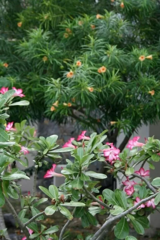 Pink and orange tropical flowers in the garden at Hotel on the Cay.