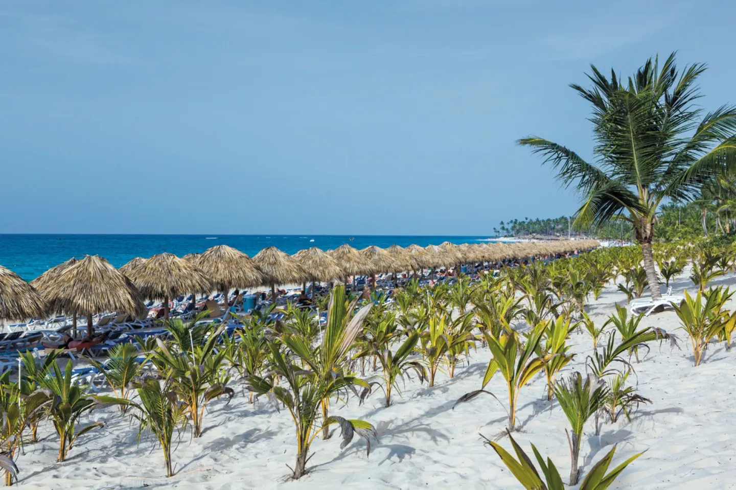 Beach at Hotel Riu Republica with thatched umbrellas, lounge chairs, palms, and turquoise water.