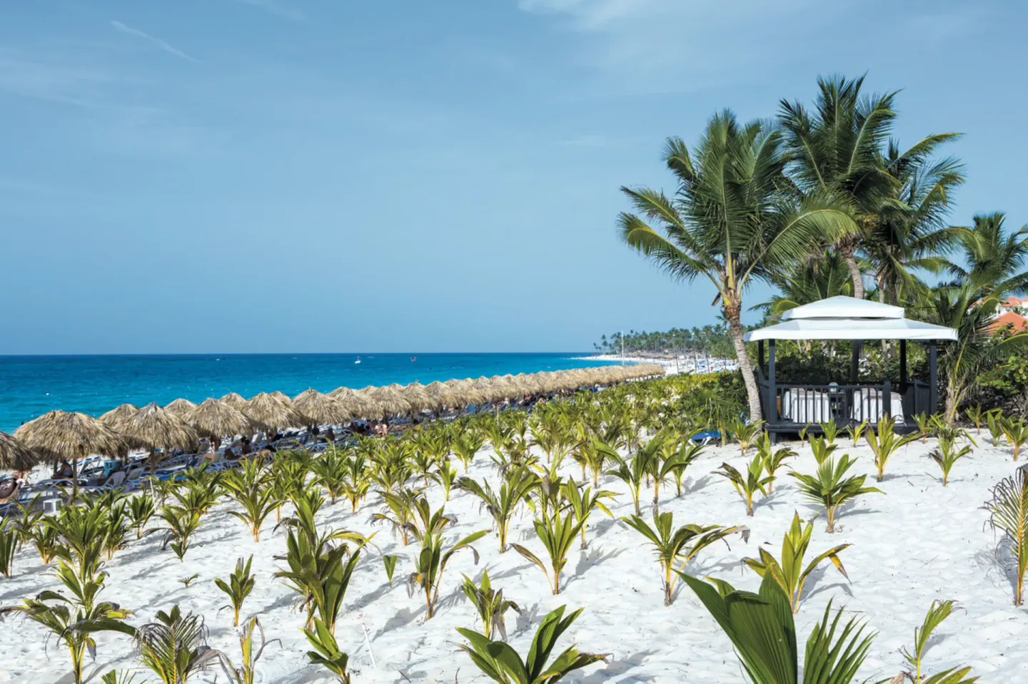 Beachfront at Hotel Riu Republica with young palms, a shaded gazebo, palapas, and blue ocean.