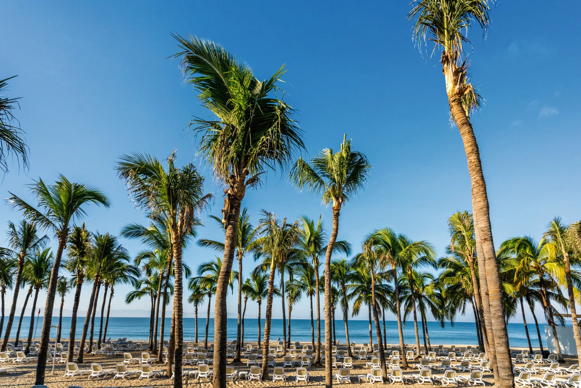 Palm-lined beach with lounge chairs and ocean views at Hotel Riu Vallarta.