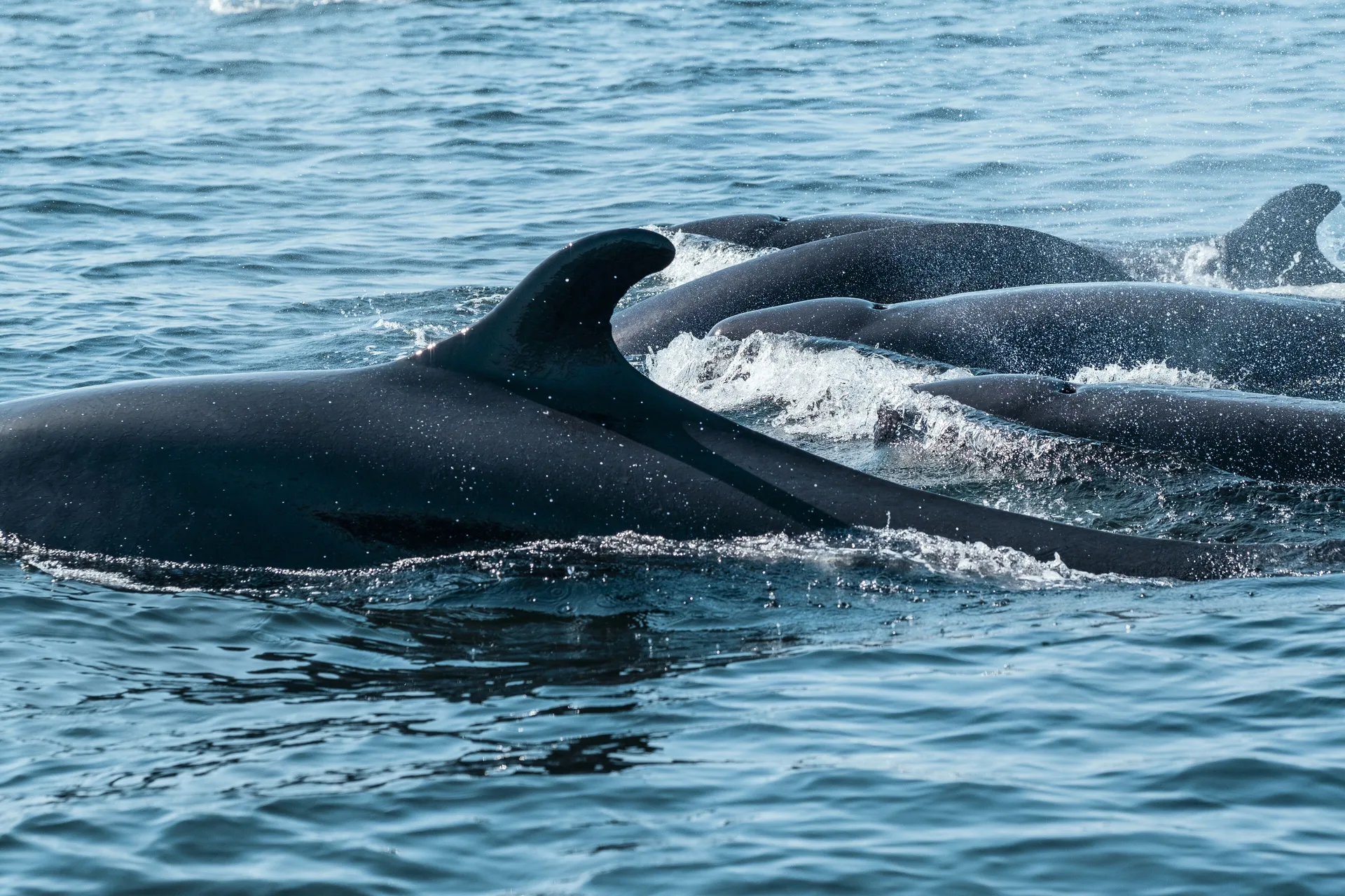 Whales swimming together in ocean water near Iberostar Selection Playa Mita.