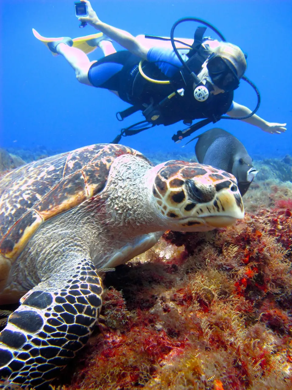 Scuba diver swimming near a sea turtle on a coral reef at InterContinental Presidente Cozumel Resort Spa
