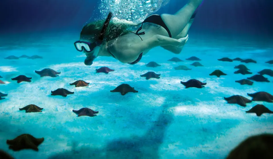 Snorkeler swimming above a sandy bottom dotted with rays at InterContinental Presidente Cozumel Resort Spa