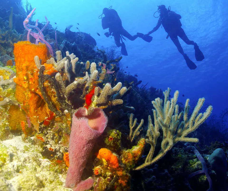 Scuba divers above colorful coral and sponges near InterContinental Presidente Cozumel Resort Spa