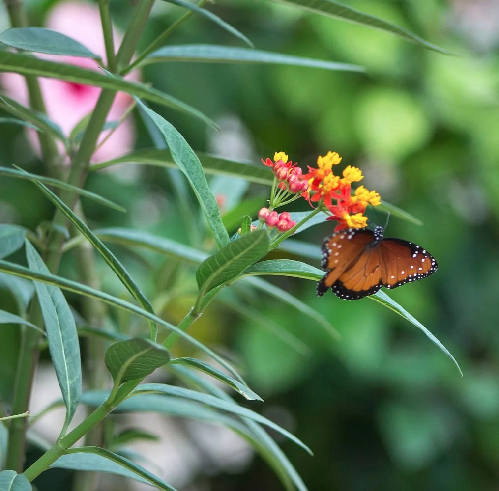 Cozumel Butterfly & Botanical Gardens