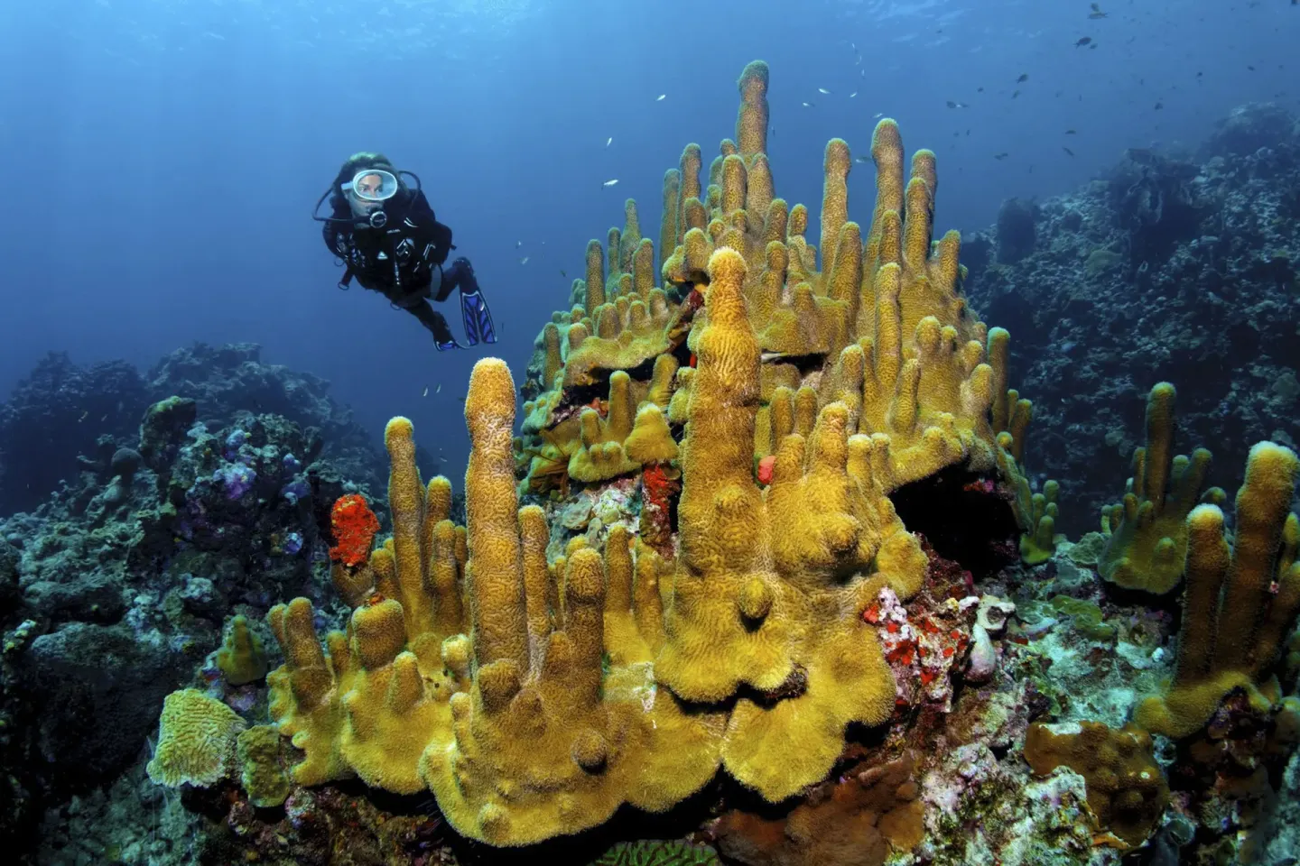 A scuba diver swims beside a large coral formation near Jade Mountain Resort.