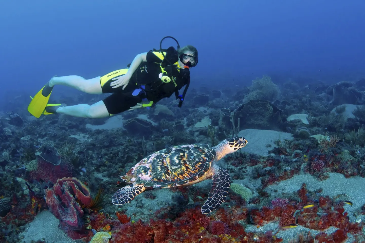 A scuba diver swims near a sea turtle over a reef at Jade Mountain Resort.