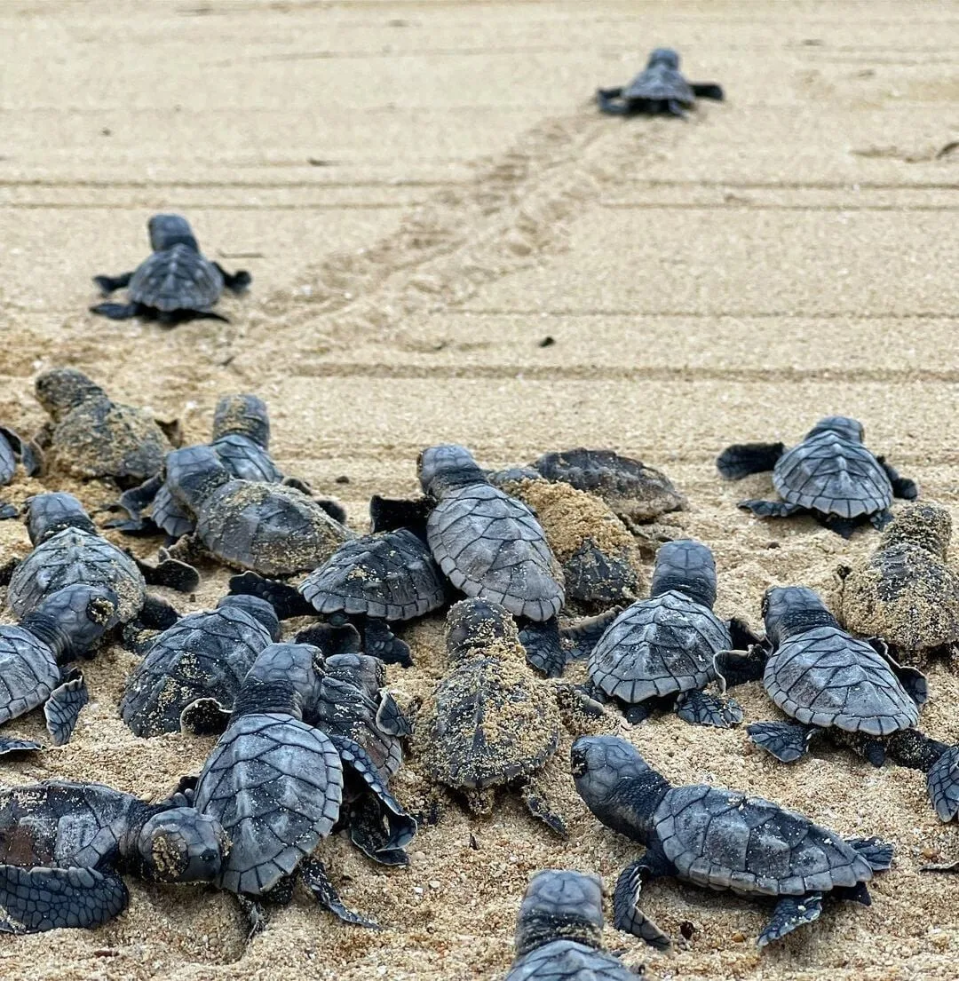 Sea turtle hatchlings crawl across the sand at Jamaica Inn.