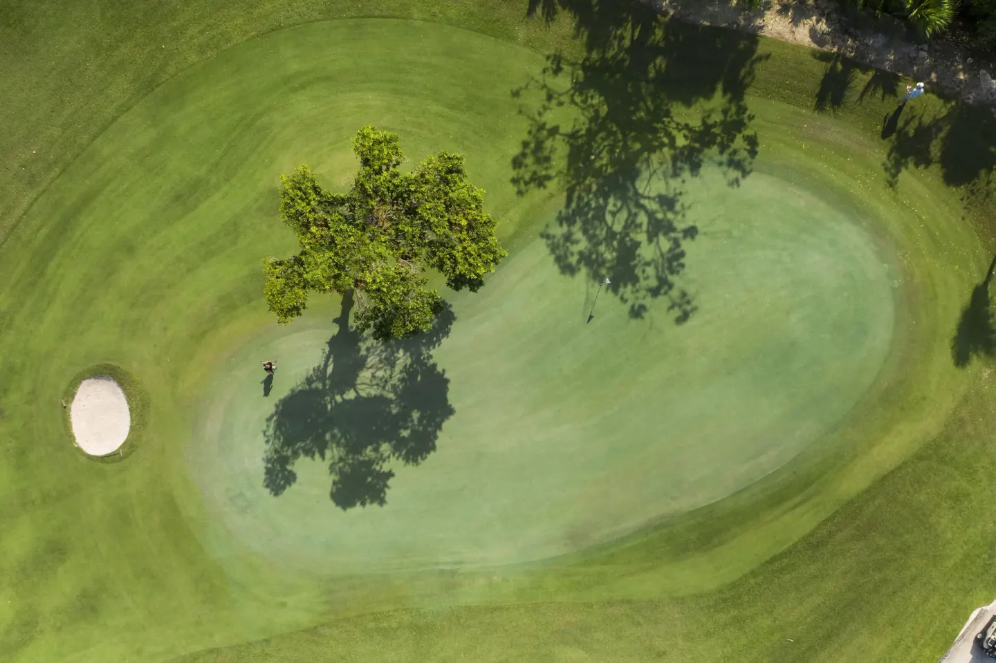 Overhead view of a golf green with a tree and bunker near JOIA Paraíso by Iberostar.