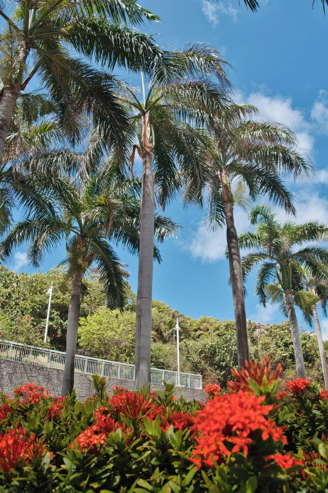 Palm trees and red flowers in the gardens at JW Marriott St. Maarten Beach Resort & Spa.
