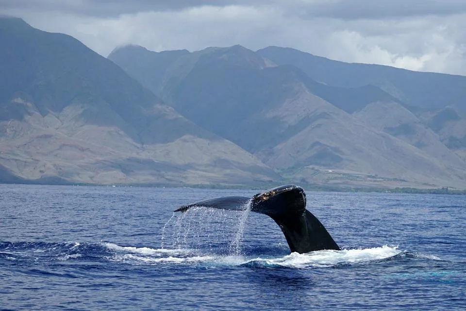 Jean Michele Cousteau's Ambassadors of the Environment