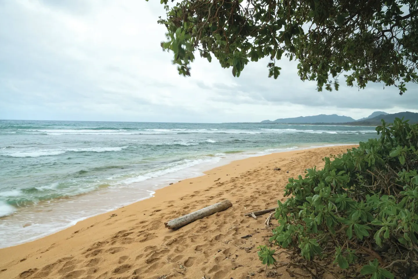 Sandy shoreline with waves and coastal greenery at Kauai Coast at the Beachboy.