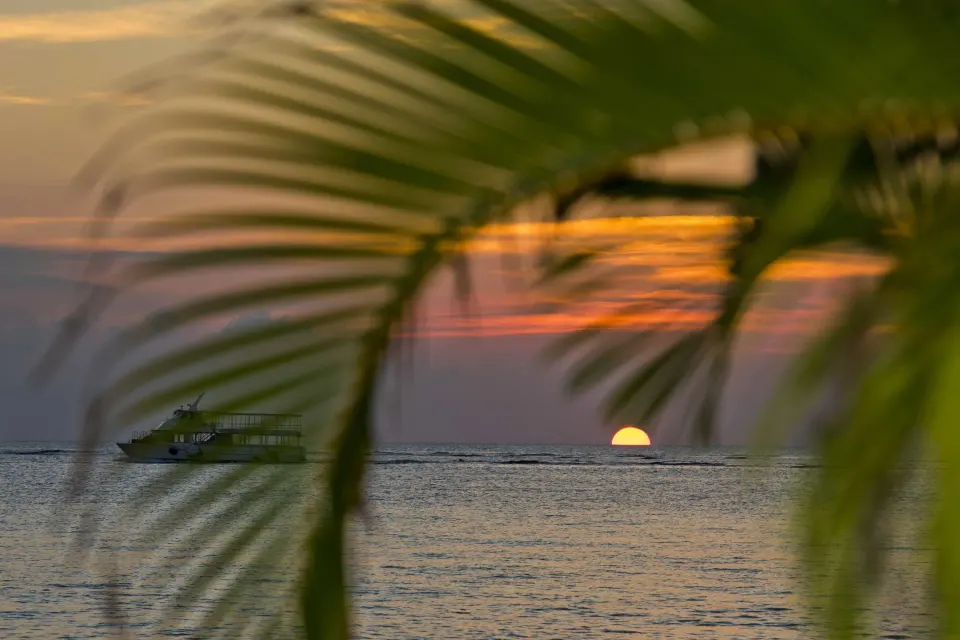 Sunset over the ocean framed by palm fronds at Kimpton Seafire Resort + Spa